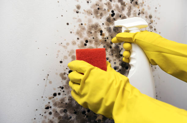 Best Bathroom Mold Remediation in Pleasant Hills, OH